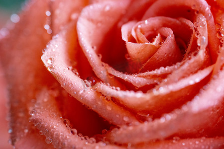 带露珠粉色玫瑰花朵摄影图