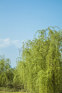 柳树垂柳风景风光摄影图