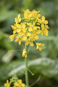 自然风光春天油菜花摄影图