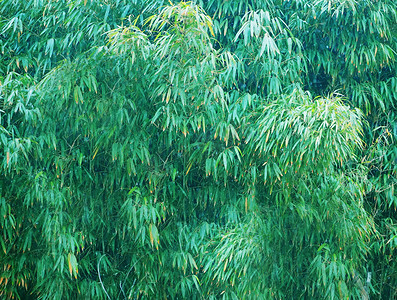绿色竹林竹子摄影图