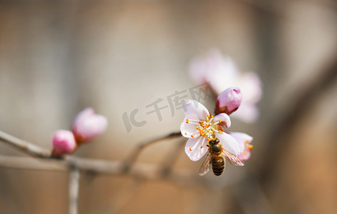 桃花花枝花朵摄影图