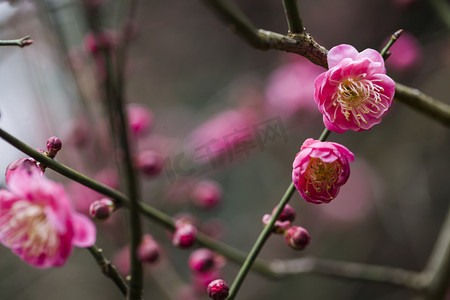 城市摄影照片_杭州植物园风景红梅花蕊特写摄影图