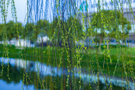 春天水边柳树发芽自然风景摄影图