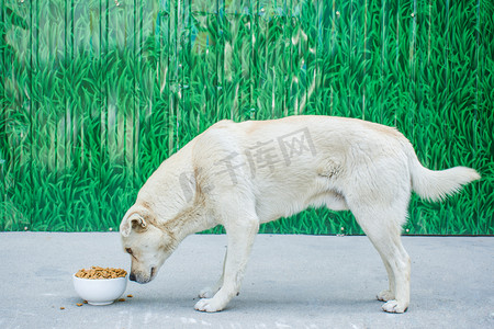 吃狗粮的狗狗摄影图