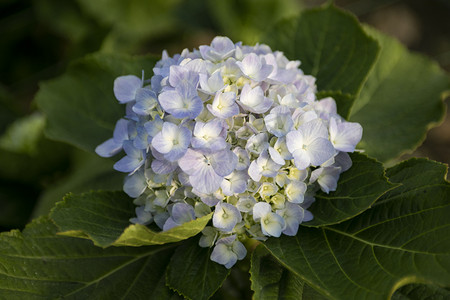 盛开绣球花紫阳花摄影图