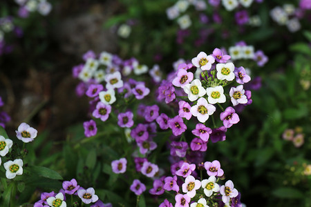 鲜花植物摄影照片_可爱小紫花摄影图