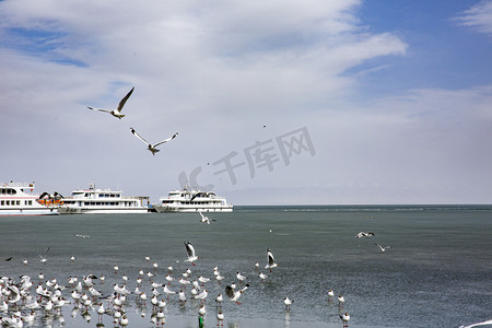 青海湖中鸟摄影图