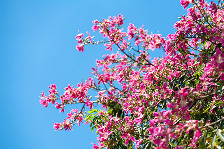 春天盛开紫荆花摄影图
