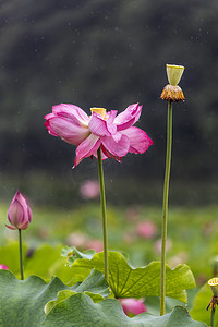 雨中荷花摄影图