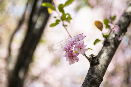 花枝水墨摄影照片_春天盛开桃花花枝自然风景摄影图