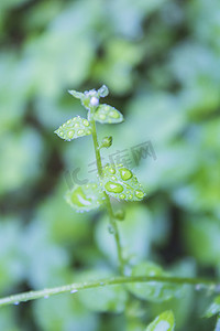 清明时节雨天植物摄影图