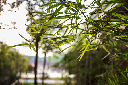 公园竹叶摄影图