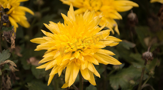 黄色菊花花朵春天自然风景摄影图