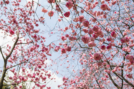 繁花摄影照片_春天桃花繁花盛开自然风景摄影图