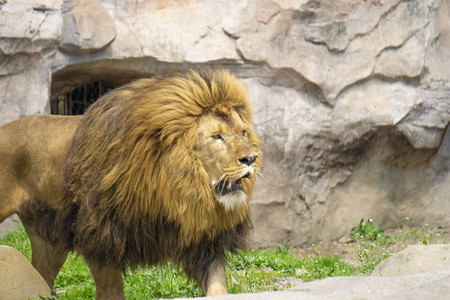 长隆野生动物王国摄影照片_野生动物狮子摄影图