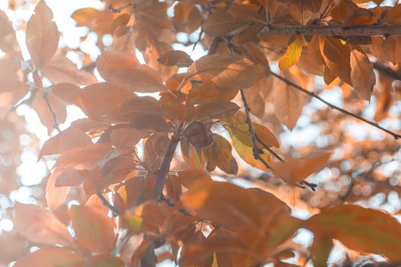 秋天红黄色叶子摄影图