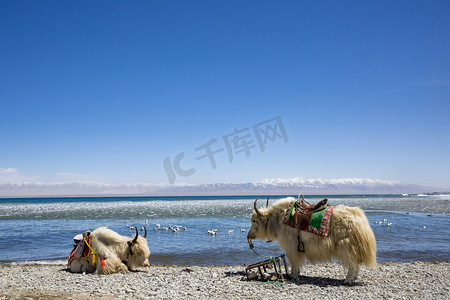 风景摄影照片_风景美丽青海湖耗牛摄影图