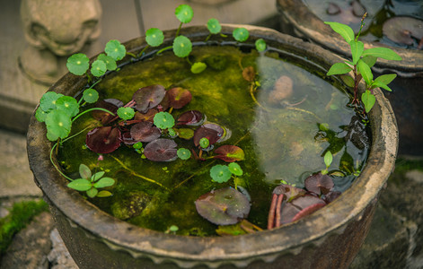 野外水盆绿色植物摄影图