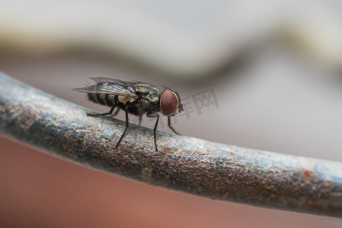 休憩中苍蝇摄影图高清摄影大图 千库网