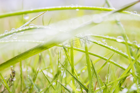 雨景摄影照片_绿叶上水珠雨景摄影图