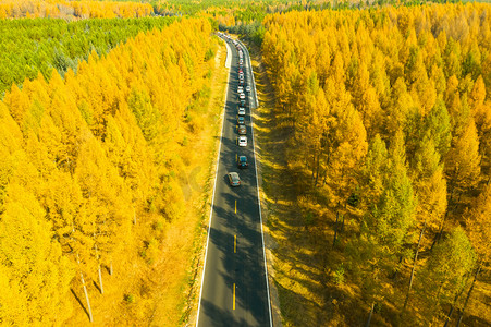 金色秋季森林公路摄影图