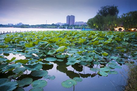 绿色养生名片摄影照片_济南大明湖荷塘摄影图