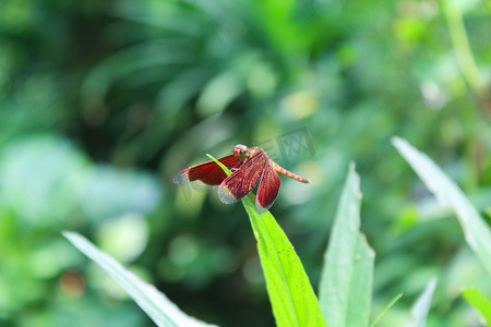 一只在叶子上小蜻蜓摄影图