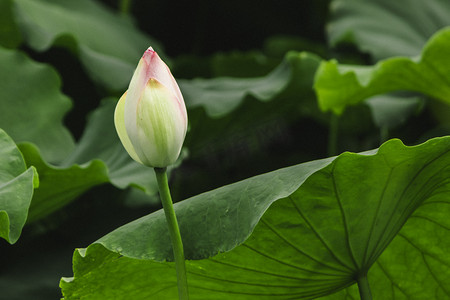 花苞摄影照片_夏季池塘荷花花苞摄影图