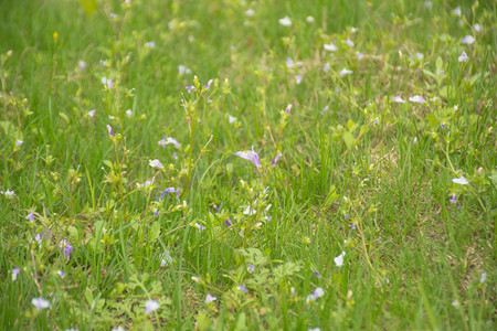 春天草地里小花自然风景摄影图