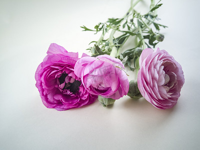 红玫瑰粉玫瑰摄影照片_鲜花玫瑰花摄影图