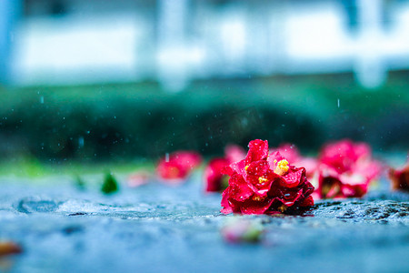 雨滴摄影照片_雨滴溅落地面残花自然风景摄影图