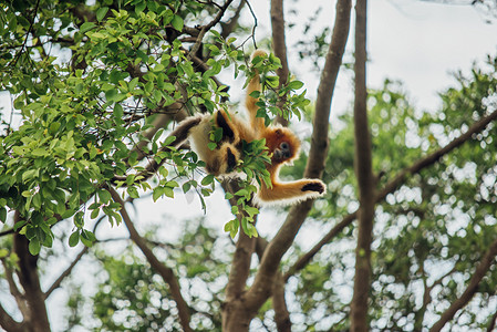 树梢上金丝猴摄影图