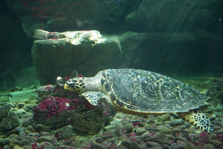 海底水下生物海龟摄影图
