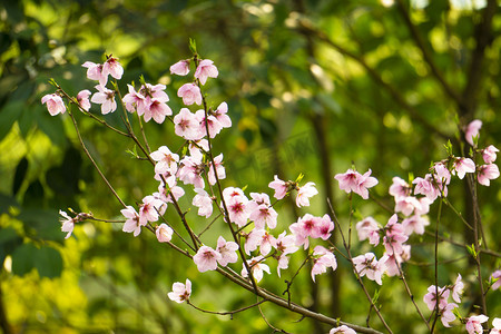 粉色桃花植物花朵摄影图