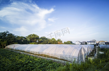 农业摄影照片_蔬菜大棚和房屋摄影图