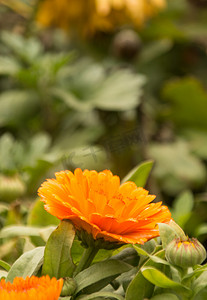 重阳摄影照片_非洲菊花朵自然风景摄影图