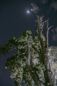 夜空茂密古树森林自然风景摄影图