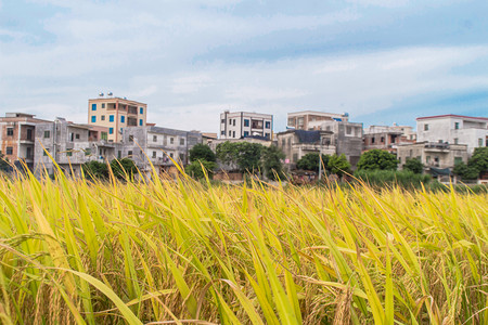 水稻丰收摄影照片_农村成熟农作物黄色水稻摄影图