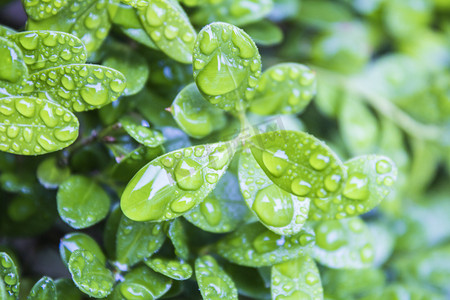 春天绿叶摄影照片_绿叶上水珠雨景摄影图