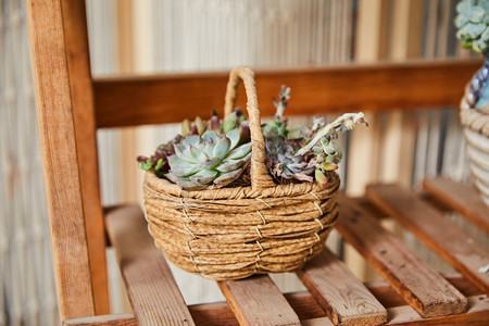 居家家居花卉植物