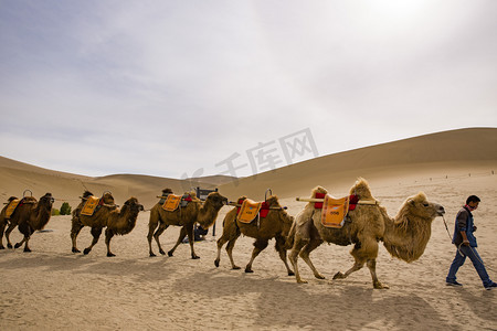 鸣沙山骆驼风景名胜摄影图