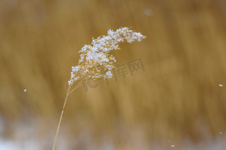 花花卉摄影照片_芦苇花上雪摄影图