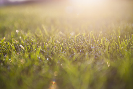 绿色清新低纹摄影照片_阳光下草地特写自然风景摄影图