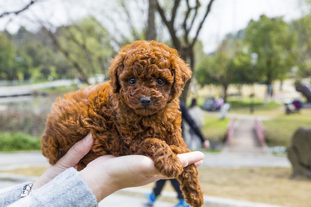 一只可爱小泰迪犬摄影图