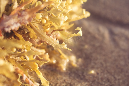 海草摄影照片_阳光下沙滩上金色海草自然风景摄影图