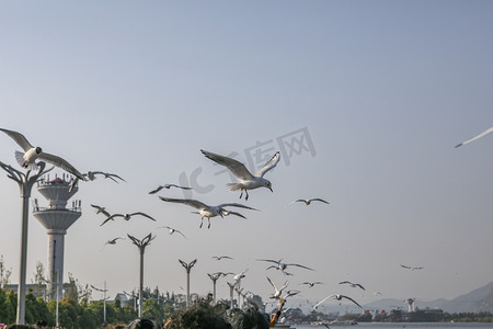 滇池展翅翱翔红嘴鸥摄影图