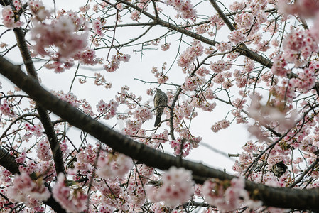 日系粉色樱花鸟类摄影图
