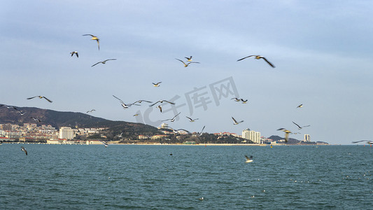 自然鸟类之海边飞翔海鸥摄影图