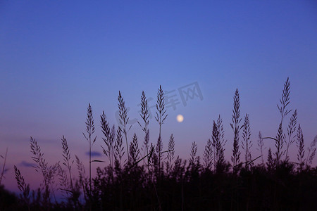 夕阳文艺摄影照片_落日后植物摄影图