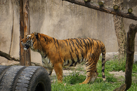 动物园食肉动物老虎摄影图